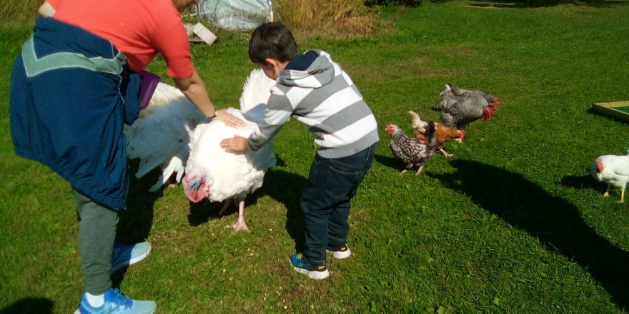 Justin and Ms. Johanson petting a big white turkey at the Hulkkonen pumpkin farm
