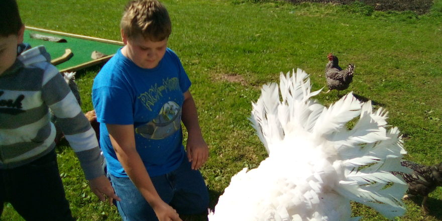 Justin and Reggie feeding Turkey at Hulkkonen's farm