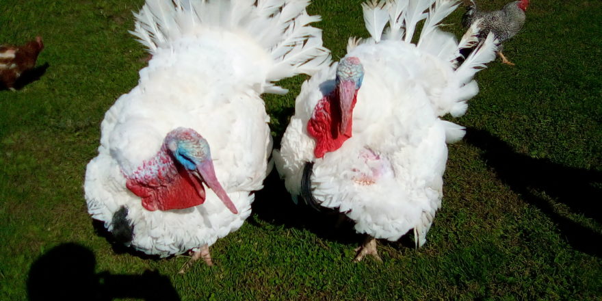 Turkey and Lurkey at Hulkkonen's farm