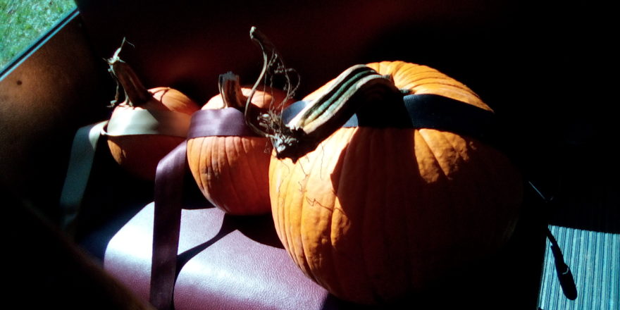 pumpkins on the bus ride home with their seat belts on.