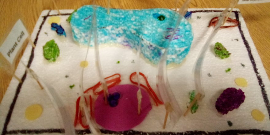 Reggie's plant cell structure.