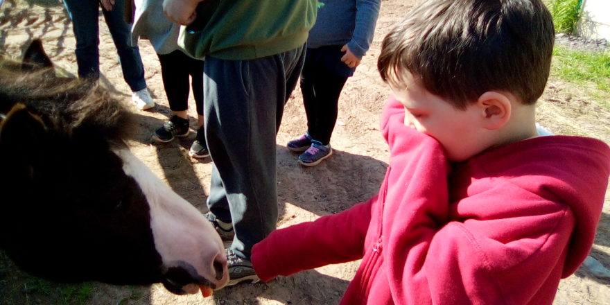 Oliver feeding a carrot to a horse at the critter ranch.