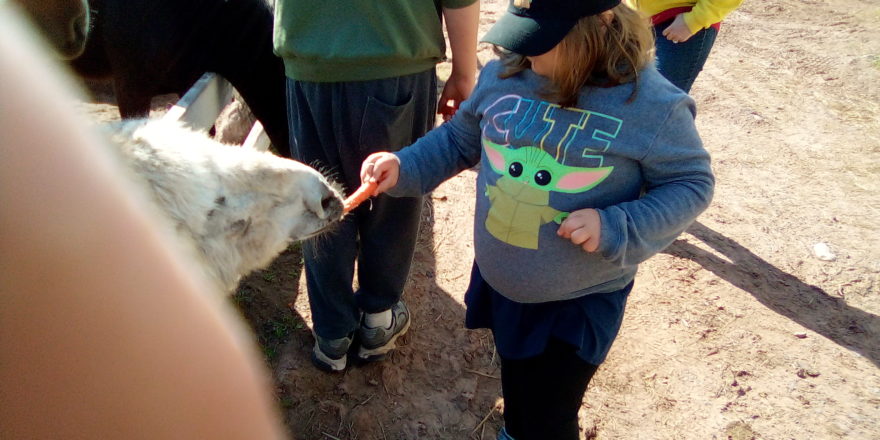 Olivia feeding a carrot to a goat at the critter ranch.