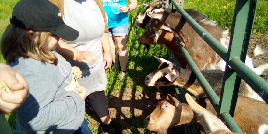 all the elm river school kids feeding goats at the critter ranch.