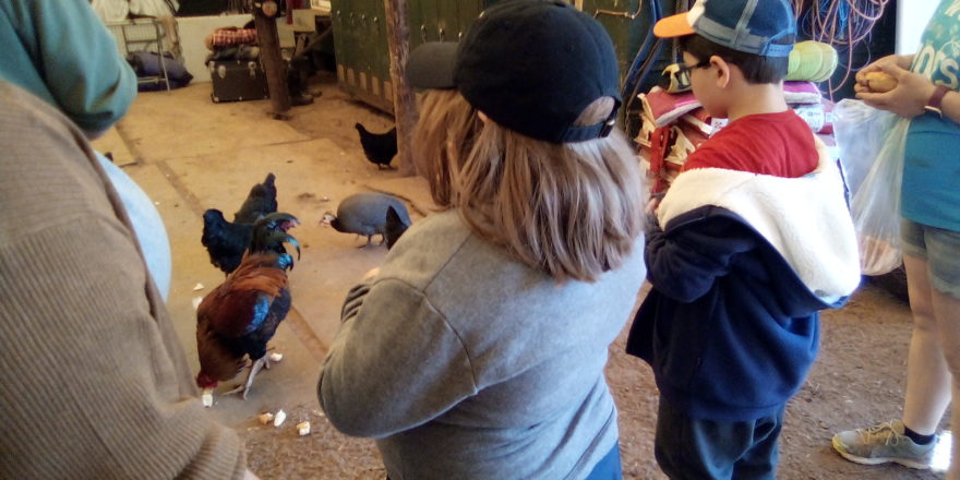 Olivia and Justin feeding chickens at the critter ranch.