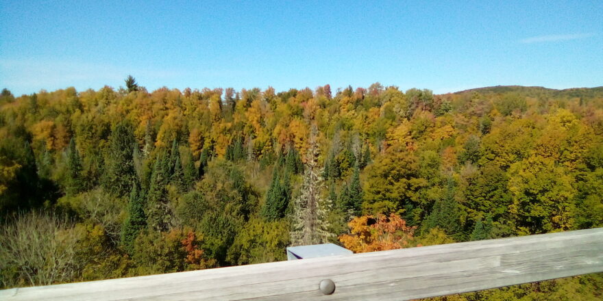 Fall color trees at the ORV trestle bridge.