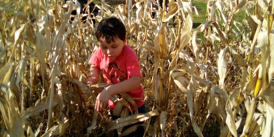Oliver working his way through the corn maze on the Hulkkonen Farm.