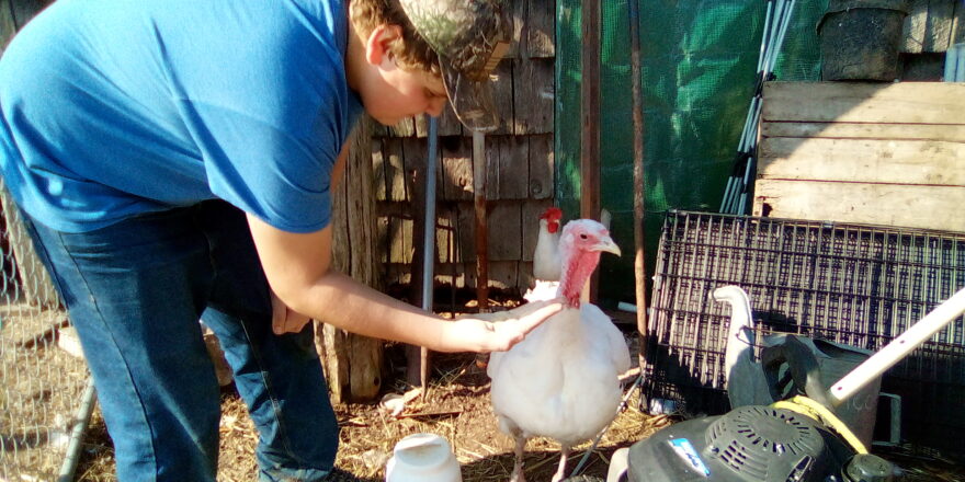 Reggie petting a white turkey at the Hulkkonen Farm