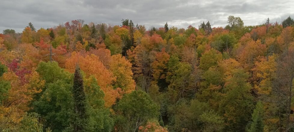 Fall colors from the Bill Nichols trail.
