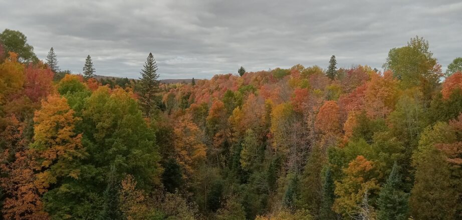 Fall colors from the Bill Nichols trail bridge near twin lakes Michigan.