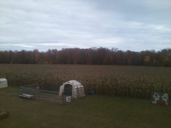 Looking over the top of the corn maze from top of the hay bales.