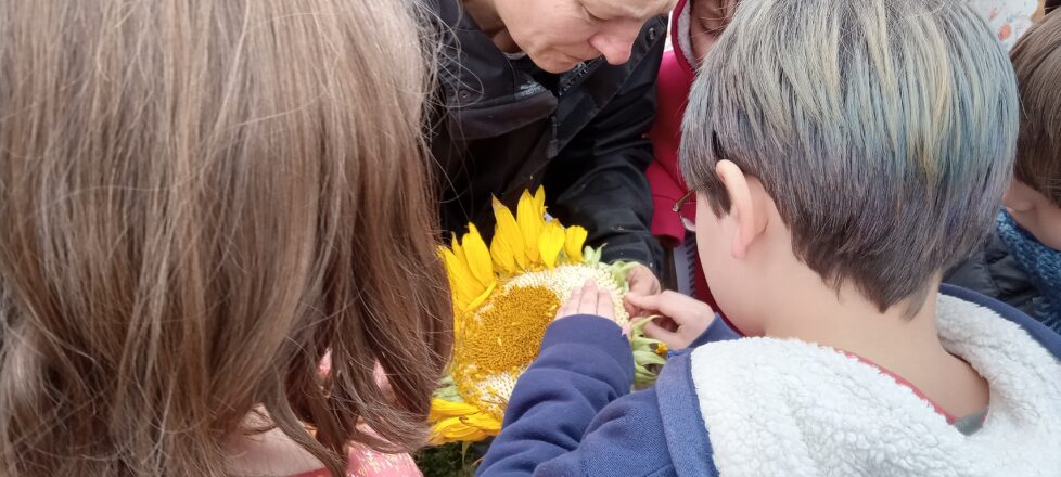 Kids are getting a lesson on the workings of a sun flower from the owner of the corn maze.