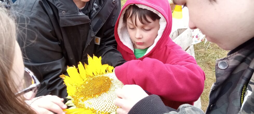 One of the young students learning what the insides of a sun flower look like and what it's used for.